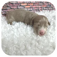 Jabber ... AKC, a male Miniature Dachshund for sale in Smithville, TN – Photo 7 of 9