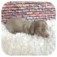 Jabber ... AKC, a male Miniature Dachshund for sale in Smithville, TN – Photo 3 of 9