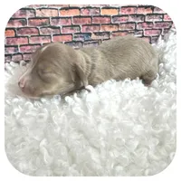 Jabber ... AKC, a male Miniature Dachshund for sale in Smithville, TN – Photo 4 of 9