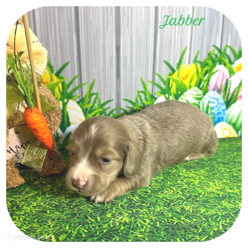 Jabber ... AKC – Miniature Dachshund puppy for sale in Smithville, TN
