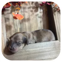 Trip ... AKC, a male Miniature Dachshund for sale in Smithville, TN – 6 of 10