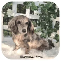 Rocket ... AKC, a male Miniature Dachshund for sale in Smithville, TN – 6 of 8