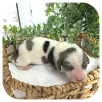 Rocket ... AKC, a male Miniature Dachshund for sale in Smithville, TN – 3 of 8