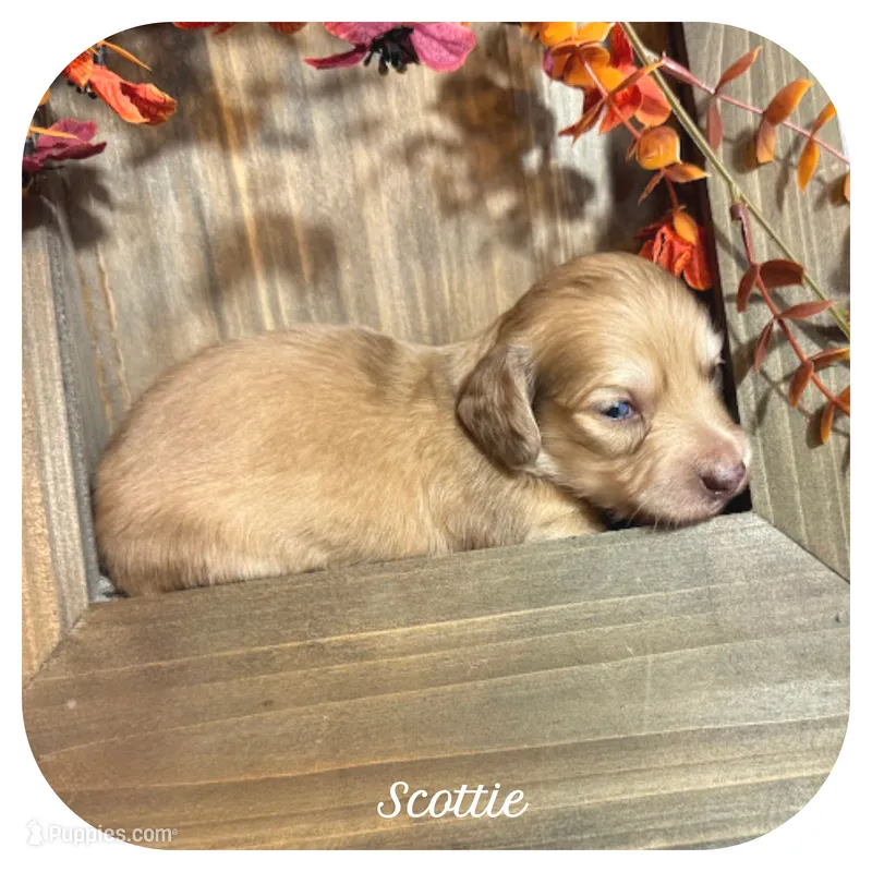 Scottie ... AKC – Miniature Dachshund puppy for sale in Smithville, TN