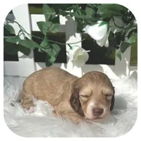 Olla ... AKC, a female Miniature Dachshund for sale in Smithville, TN – 3 of 6