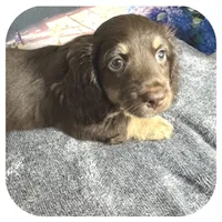 Kai ... AKC, a male Miniature Dachshund for sale in Smithville, TN – 7 of 9