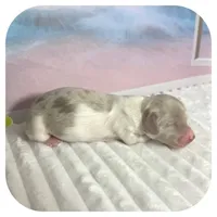 Puddles ... AKC, a female Miniature Dachshund for sale in Smithville, TN – 5 of 9