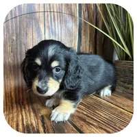 Ozwell ... AKC, a male Miniature Dachshund for sale in Smithville, TN – 3 of 8