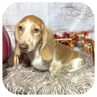 Odessa ... AKC, a female Miniature Dachshund for sale in Smithville, TN – 8 of 10