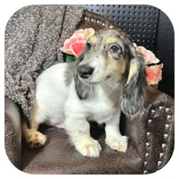 Pudge ... AKC, a male Miniature Dachshund for sale in Smithville, TN – 3 of 10