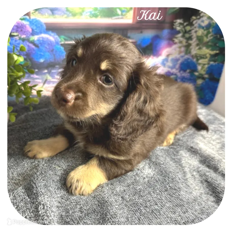 Kai ... AKC – Miniature Dachshund puppy for sale in Smithville, TN