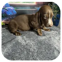 Loki ... AKC, a male Miniature Dachshund for sale in Smithville, TN – 4 of 10