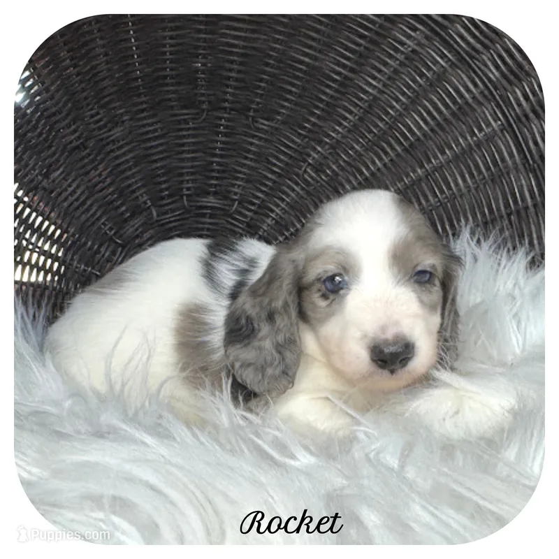 Rocket ... AKC – Miniature Dachshund puppy for sale in Smithville, TN