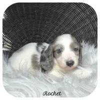 Rocket ... AKC, a male Miniature Dachshund for sale in Smithville, TN – 1 of 8