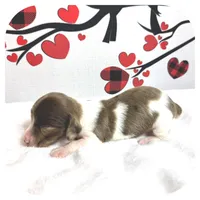 Irex ... AKC, a male Miniature Dachshund for sale in Smithville, TN – Photo 6 of 10