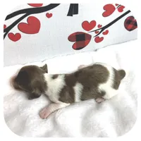 Irex ... AKC, a male Miniature Dachshund for sale in Smithville, TN – Photo 5 of 10