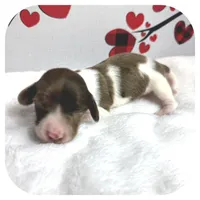 Irex ... AKC, a male Miniature Dachshund for sale in Smithville, TN – Photo 4 of 10