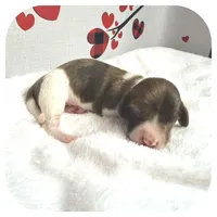 Irex ... AKC, a male Miniature Dachshund for sale in Smithville, TN – Photo 2 of 10