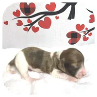 Irex ... AKC, a male Miniature Dachshund for sale in Smithville, TN – Photo 8 of 10