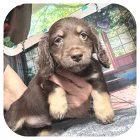 Kai ... AKC, a male Miniature Dachshund for sale in Smithville, TN – 6 of 9