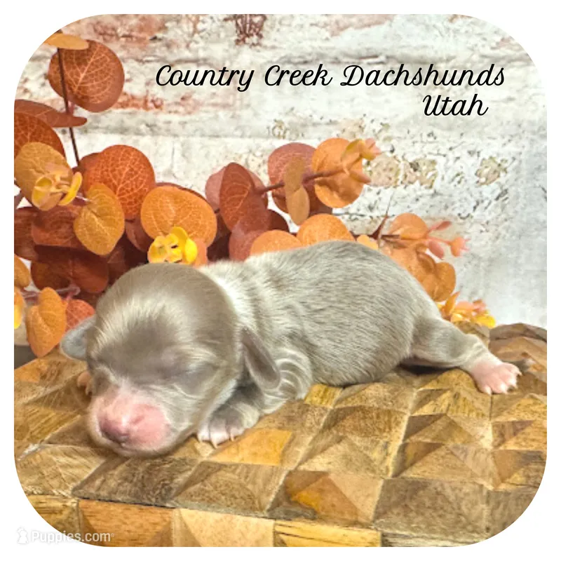Utah ... AKC – Miniature Dachshund puppy for sale in Smithville, TN