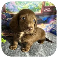 Lolli ... AKC, a female Miniature Dachshund for sale in Smithville, TN – 1 of 10