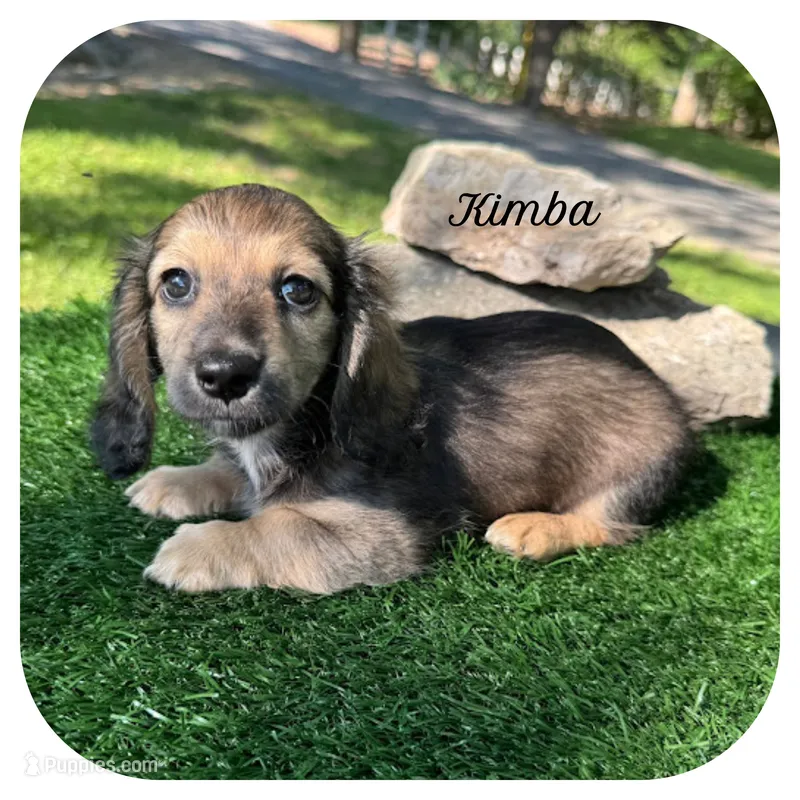 Kimba ... AKC – Miniature Dachshund puppy for sale in Smithville, TN