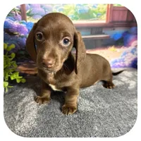 Lindy ... AKC, a female Miniature Dachshund for sale in Smithville, TN – 7 of 9