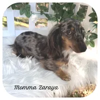 Kai ... AKC, a male Miniature Dachshund for sale in Smithville, TN – 6 of 7