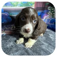 Linus ... AKC, a male Miniature Dachshund for sale in Smithville, TN – 5 of 8