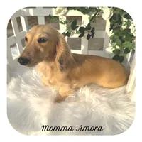 Spud ... AKC, a male Miniature Dachshund for sale in Smithville, TN – 3 of 3