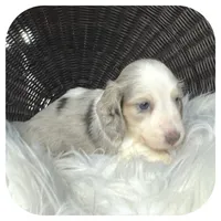 Rooster ... AKC, a male Miniature Dachshund for sale in Smithville, TN – 3 of 8