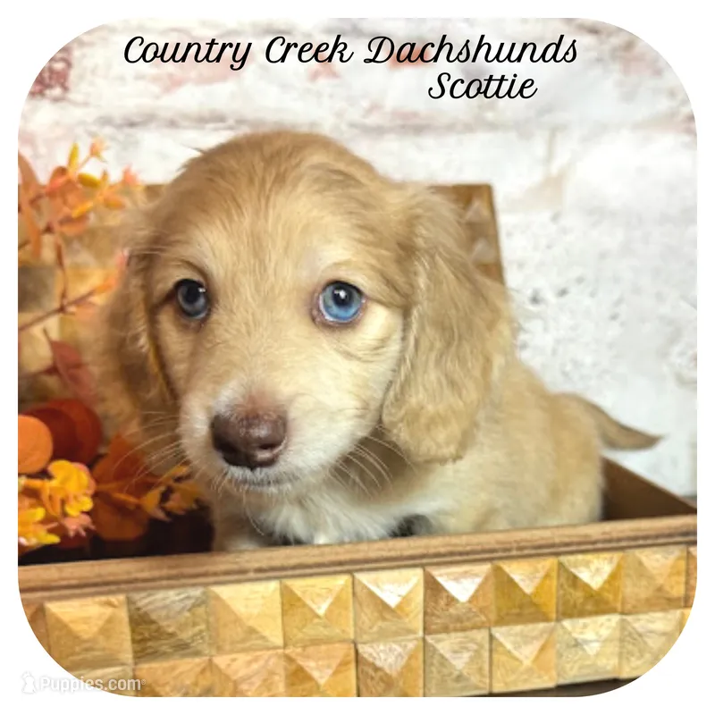 Scottie ... AKC – Miniature Dachshund puppy for sale in Smithville, TN