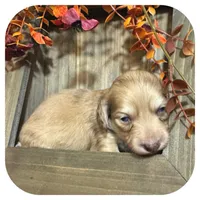 Scottie ... AKC, a male Miniature Dachshund for sale in Smithville, TN – 6 of 10