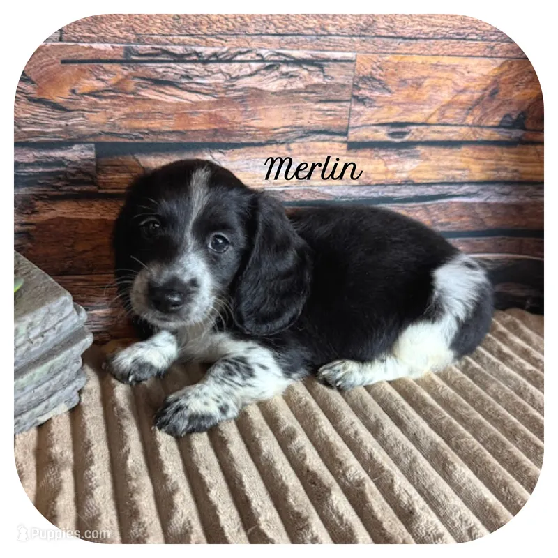 Merlin ... AKC – Miniature Dachshund puppy for sale in Smithville, TN