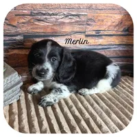 Merlin ... AKC, a male Miniature Dachshund for sale in Smithville, TN – 1 of 9