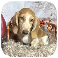Odessa ... AKC, a female Miniature Dachshund for sale in Smithville, TN – 6 of 10
