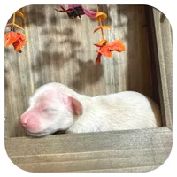 Tango ... AKC, a male Miniature Dachshund for sale in Smithville, TN – 4 of 9