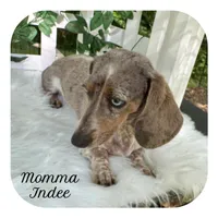 Quint ... AKC, a male Miniature Dachshund for sale in Smithville, TN – 6 of 7