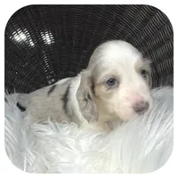 Rooster ... AKC, a male Miniature Dachshund for sale in Smithville, TN – 5 of 8