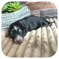 Ozwell ... AKC, a male Miniature Dachshund for sale in Smithville, TN – 2 of 7