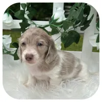 Puddles ... AKC, a female Miniature Dachshund for sale in Smithville, TN – 3 of 10