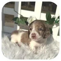 Icon ... AKC, a male Miniature Dachshund for sale in Smithville, TN – Photo 3 of 10