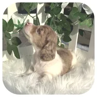 Icon ... AKC, a male Miniature Dachshund for sale in Smithville, TN – Photo 4 of 10