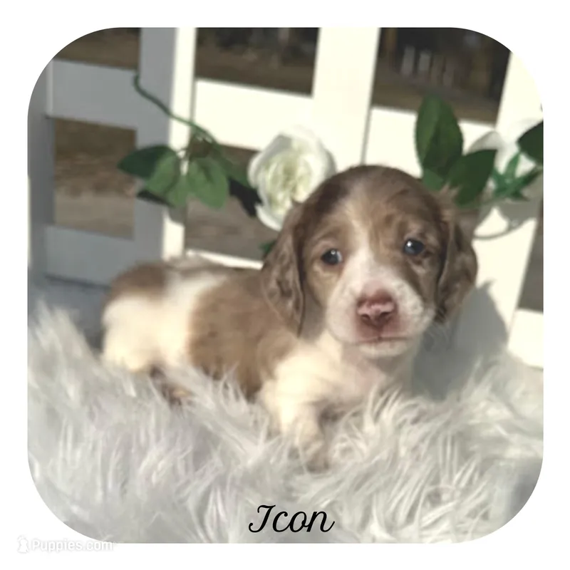 Icon ... AKC – Miniature Dachshund puppy for sale in Smithville, TN