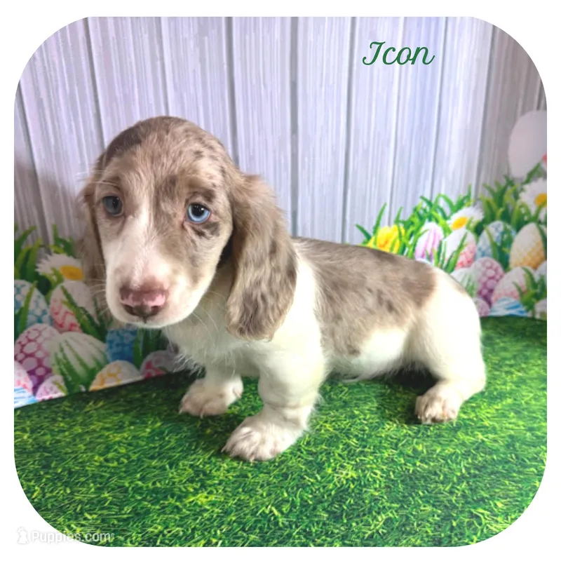 Icon ... AKC – Miniature Dachshund puppy for sale in Smithville, TN