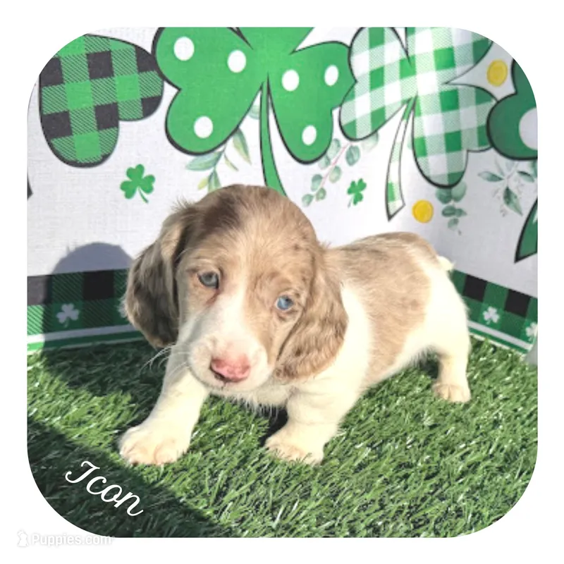 Icon ... AKC – Miniature Dachshund puppy for sale in Smithville, TN