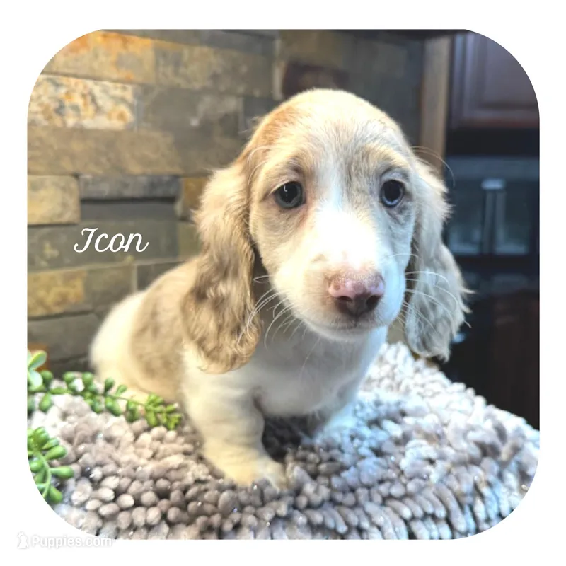 Icon ... AKC – Miniature Dachshund puppy for sale in Smithville, TN