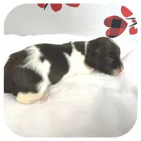 Inspector ... AKC, a male Miniature Dachshund for sale in Smithville, TN – Photo 7 of 9