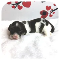 Inspector ... AKC, a male Miniature Dachshund for sale in Smithville, TN – Photo 4 of 9